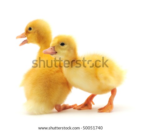 two ducklings who are represented on a white background