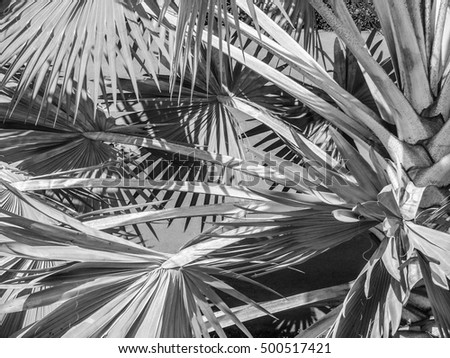 Thailand, tropical trees under the bright sun. Black and white background.