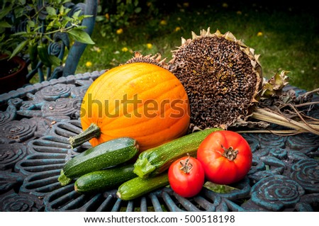 Garden harvest of pumpkin, courgettes, tomatoes and sunflower seed-head outdoors on garden table.