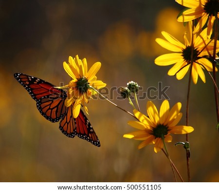 Yellow Field Flowers and Monarch Butterfly