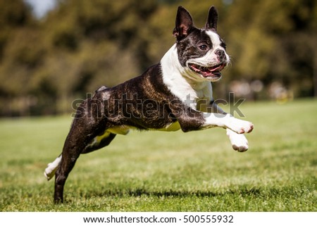Running boston terrier, running dog