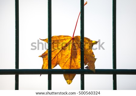 maple leaf behind a green fence