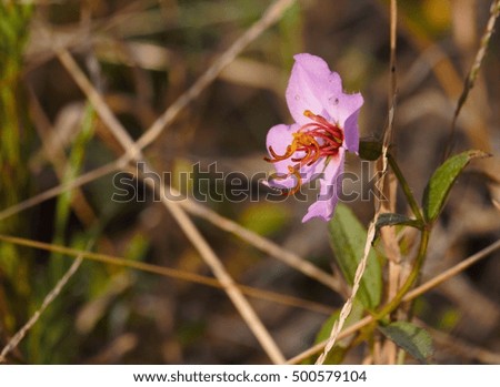 Wild Flower in a Field