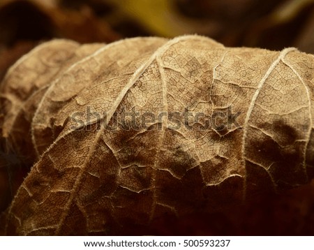 autumn leaf of burdock