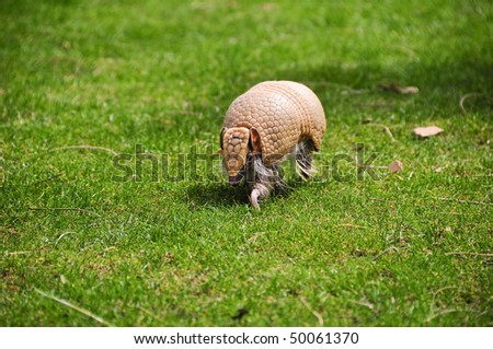A small three banded armadillo out for a walk