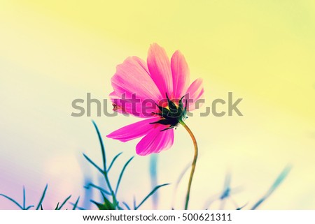 Beautiful Pink  Cosmos Flower  with blue sky.