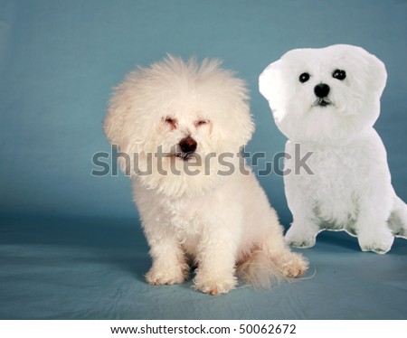 "Fifi the Bichon Frise" sits next to a live size photo "Cardbard Cut Out" of herself on a blue background