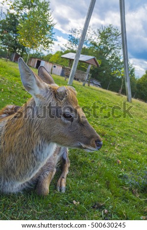 Deer close-up on a juicy green grass background. Large animals with an elegant body and slender long legs.