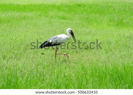 Stork walking in park.