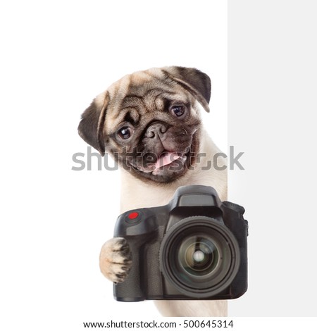 Dog taking a picture behind a placard. isolated on white background.