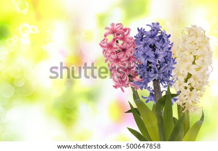 Beautiful flower background.Nature design