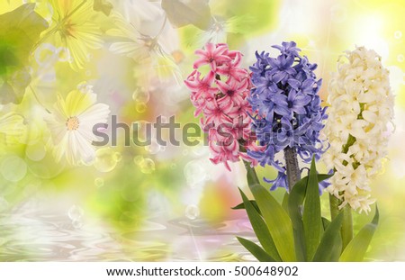 Beautiful water flower background.Nature poster