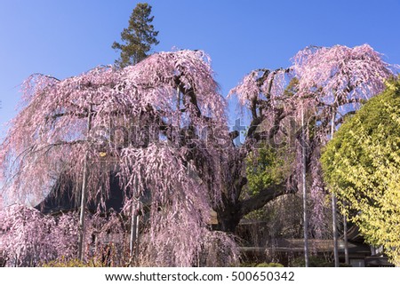 cherry blossom in japan