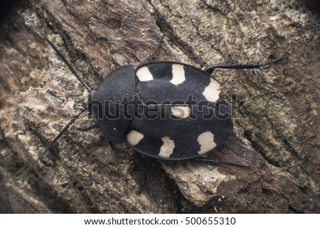 Therea petiveriana - Indian domino cockroach