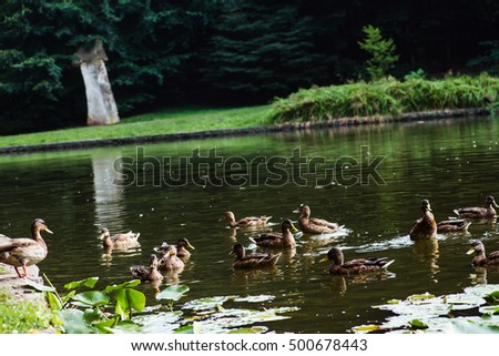Bird duck, mallard. Wild nature. Animal with feather wings. Beautiful wildlife. Green color water background.