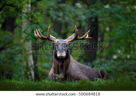Moose, North America, or Eurasian elk, Alces alces in the dark forest during rainy day. Beautiful animal in the nature habitat. Wildlife scene from Sweden. Royalty-Free Stock Photo #500684818