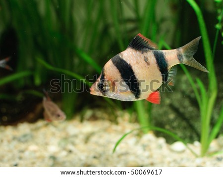 Tiger barb (Barbus Tetrazona) fish in aquarium, with green plants in background