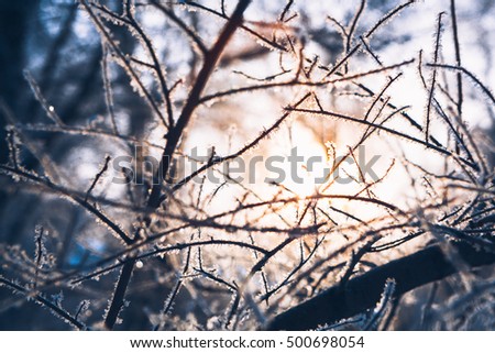 Beautiful tree branches in  hoarfrost in the winter on a blurred background sun