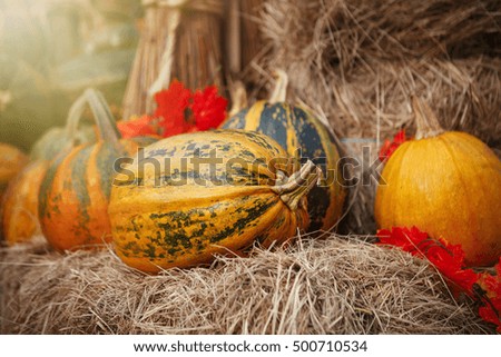 Autumn harvest symbol - assortment of pumpkin vegetables. Fresh natural food,ripe vegetable to prepare dinner. Cut orange pumpkins for Halloween celebration in November.Cook tasty squash dishes 