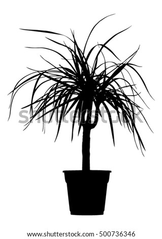 Dreaceana palm in flower pot black silhouette - vector