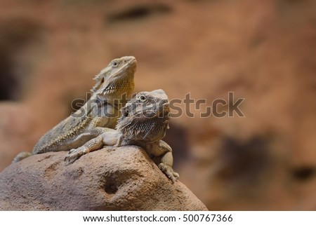 Central Bearded Dragon Pogona vitticep. Pair of lizards sitting on a dry rock in a desert environment