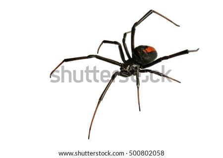 Black Widow Spider / red back spider Isolated on White Background deep focus Royalty-Free Stock Photo #500802058