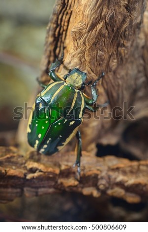 Green flower beetle (Chelorrhina polyphemus confluens) in terrarium. Flower chafer, scarab.