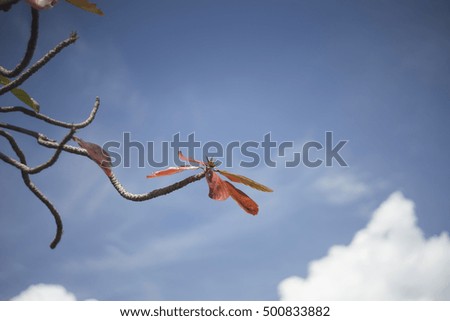 Autumn red leave with blue sky background.nature color picture style.selective focus