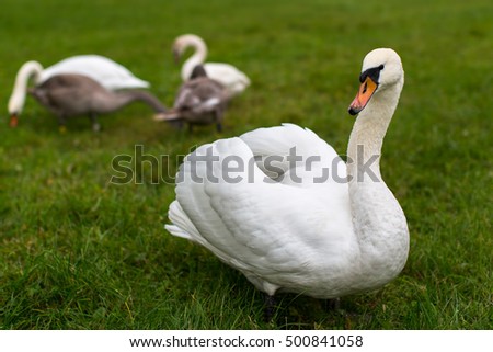 Swan mute family walking on grass. 
