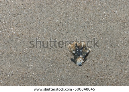 Background of sand with sea shell
