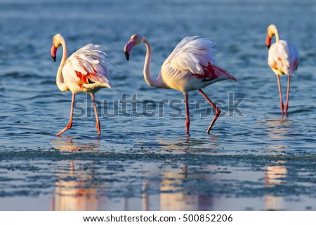 Flamingo. Blue sea background. Greater Flamingo.