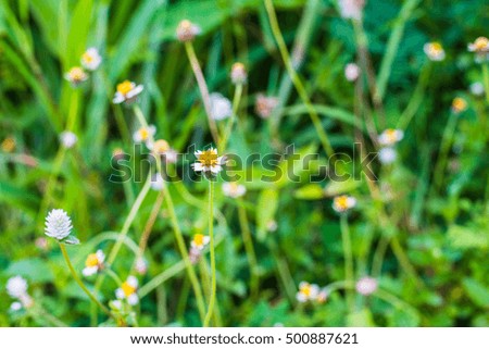 soft focus, a vintage of grass flower
