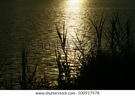 Abstract blurred Evening sunset over Water with grass blossom foreground 