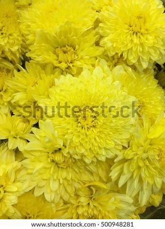 yellow chrysanthemum
