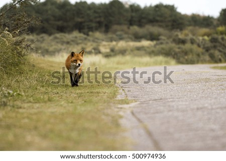 Red Fox Walking Towards the Camera Over the Grass by A Footpath