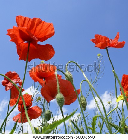 nice red poppy flowers and buds against blue sky
