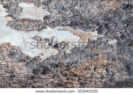 Texture of bark in the natural park,tree texture abstract for background