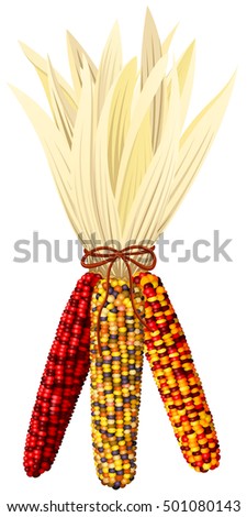 Vector illustration of a bundle of colorful autumn corn. Royalty-Free Stock Photo #501080143