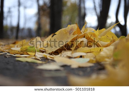 Background picture.  Yellow leaves on the ground. Autumn. Russia