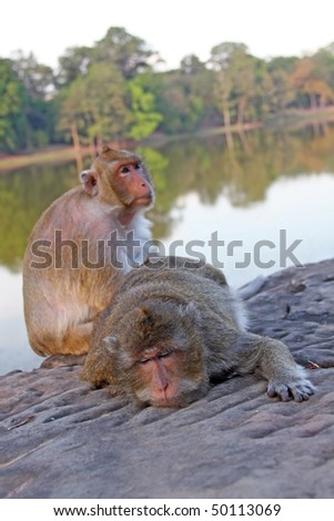 Two wild macaques in Siem Reap, Cambodia