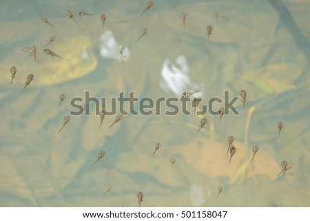tadpoles in the fresh water