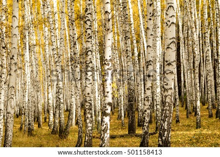 autumn, birch forest background