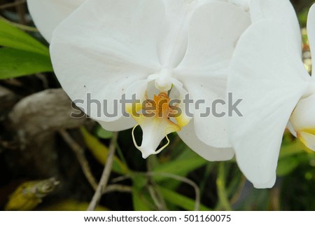 An Orchids 