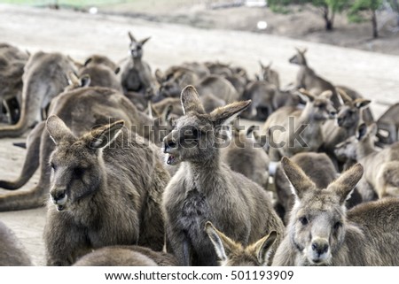 Group of Kangaroos