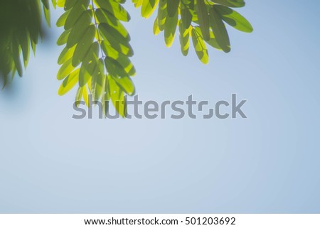 leaves on sky background -vintage style picture and  vintage color 