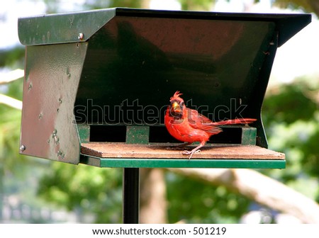 A cardinal pausing for a picture