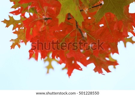 Red leaves into water