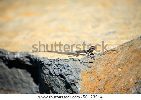 Lizard siting on stone