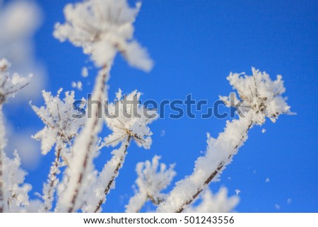 winter snow forest trees ,winter snow plants woods,winter season snow frost freshness of the plant under the snow cap on the background of a clear blue sky