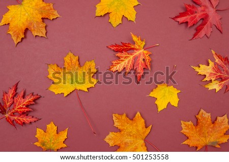 Pattern of autumn colorful fallen maple leaves on claret background